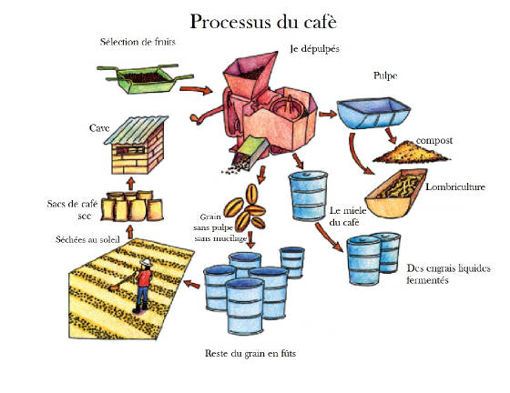 procesocafe-frances.jpg